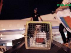 Thủ tục nhập cảnh chó mèo EVA Air đi Mỹ - Hướng dẫn đầy đủ